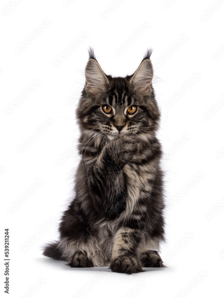 Fototapeta premium Big fluffy black tabby Maine coon cat kitten, sitting facing front. Looking towards camera with front paw sneaky in front of face. Isolated on a white background