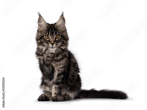 Big fluffy black tabby Maine coon cat kitten, sitting facing front. Looking towards camera with front paw sneaky in front of face. Isolated on a white background photo
