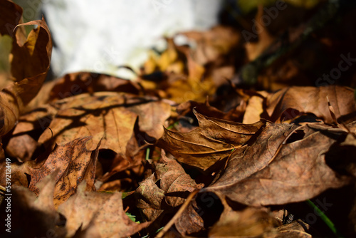 Braunes Herbstlaub mit Copy spce als Hintergrund 