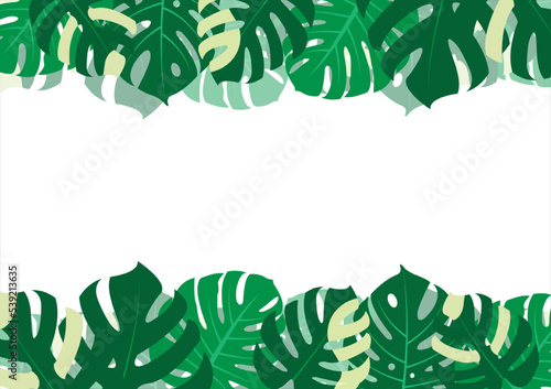 The design is trendy and exotic for the leaf monstera green of nature in the summer botanical jungle for the banner background, decoration, frame, and for illustration.