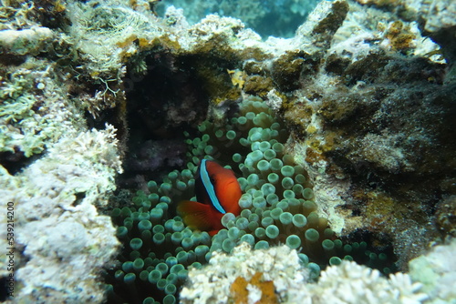 珊瑚礁に隠れるクマノミ