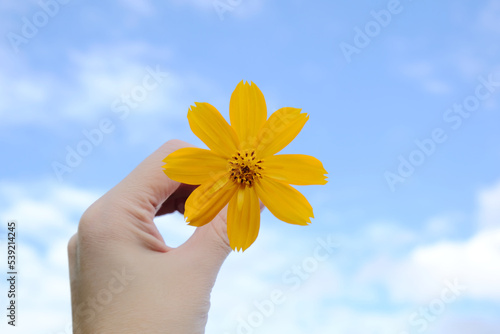 Bright yellow cosmos flower in woman hand with blue sky background.