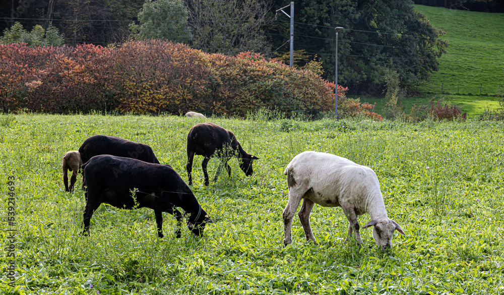 Fototapeta premium black and white sheep in field