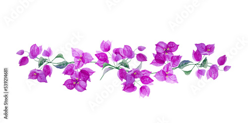 Beautiful floral border with purple bougainvillea. Branch with exotic flowers and leaves isolated on white background. Hand drawn watercolor.