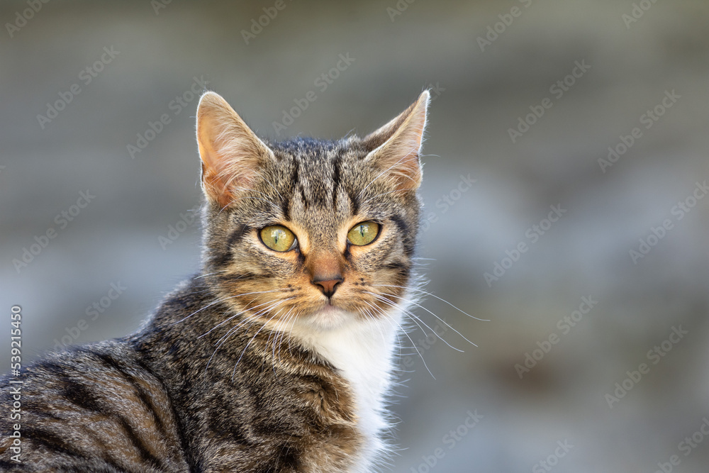 close up portrait of a young cat