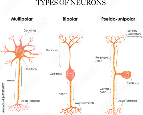 Types of neurons- multipolar, pseudounipolar, bipolar - structure anatomy colorful illustration. 