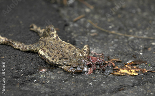 Dead roadkill toad on a road