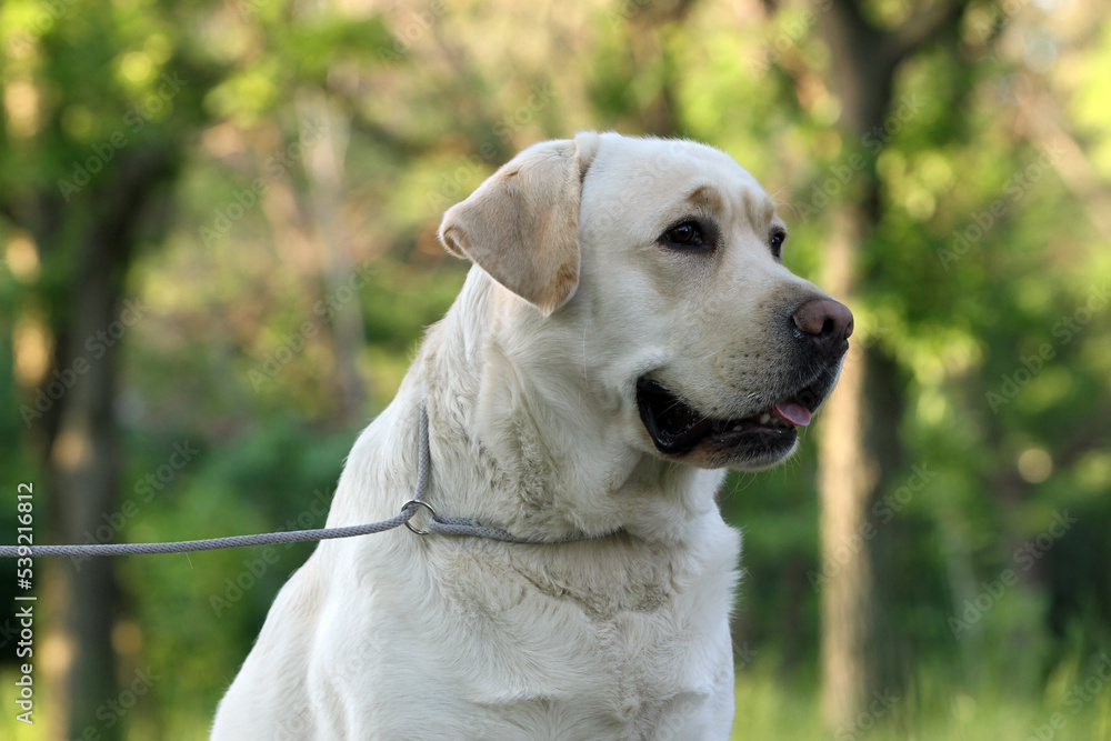 a yellow labrador retriever in summer close up a yellow labrador retriever in summer close up