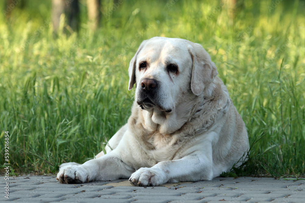 a nice yellow labrador retriever in summer close up a nice yellow labrador retriever in summer close up