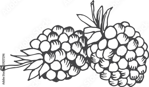 Hand drawn blackberry icon. Sweet fresh berry