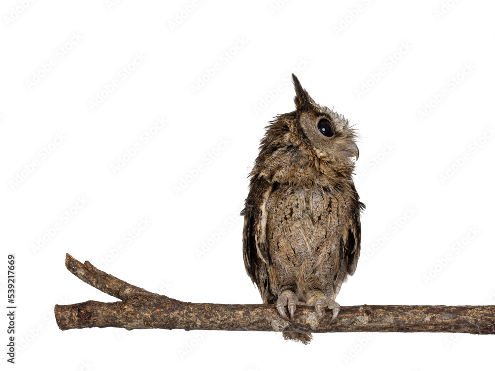 Naklejka premium Cute brown Indian Scops owl aka Otus bakkamoena, sitting on branch. Looking side ways away from camera. Isolated on a white background. Ears up.