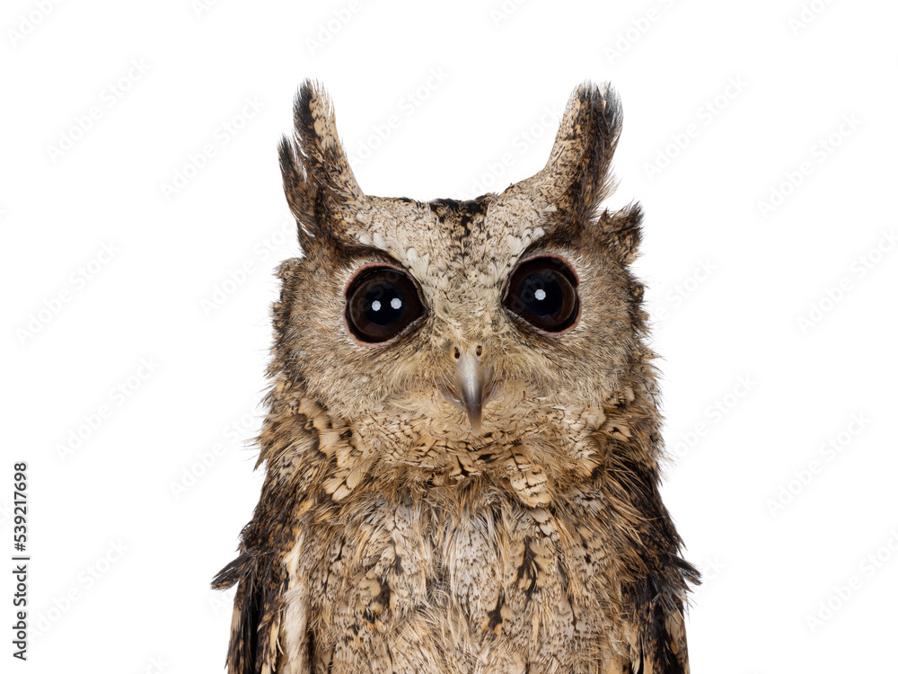 Fototapeta premium Head shot shot of feathers from an Indian Scops owl aka Otus bakkamoena, looking straight to camera. Isolated on a white background. Ears down. background. Ears up.