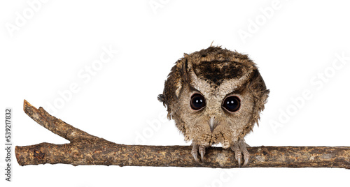 Cute brown Indian Scops owl aka Otus bakkamoena, sitting on branch. Looking straight to camera ready for hunt. Isolated on a white background. Ears down photo