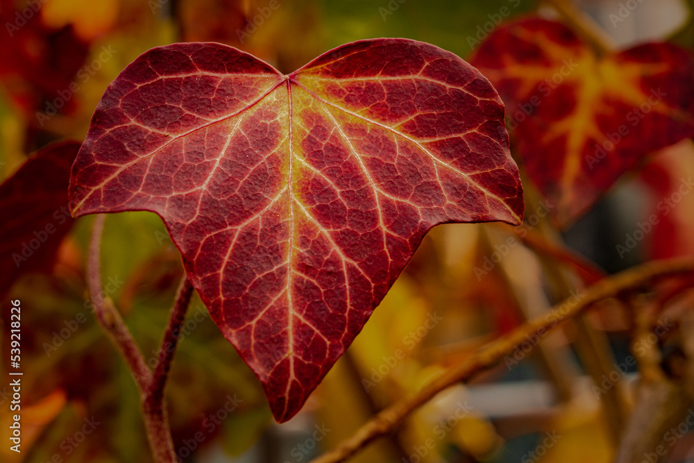 Obraz premium Herbstblatt