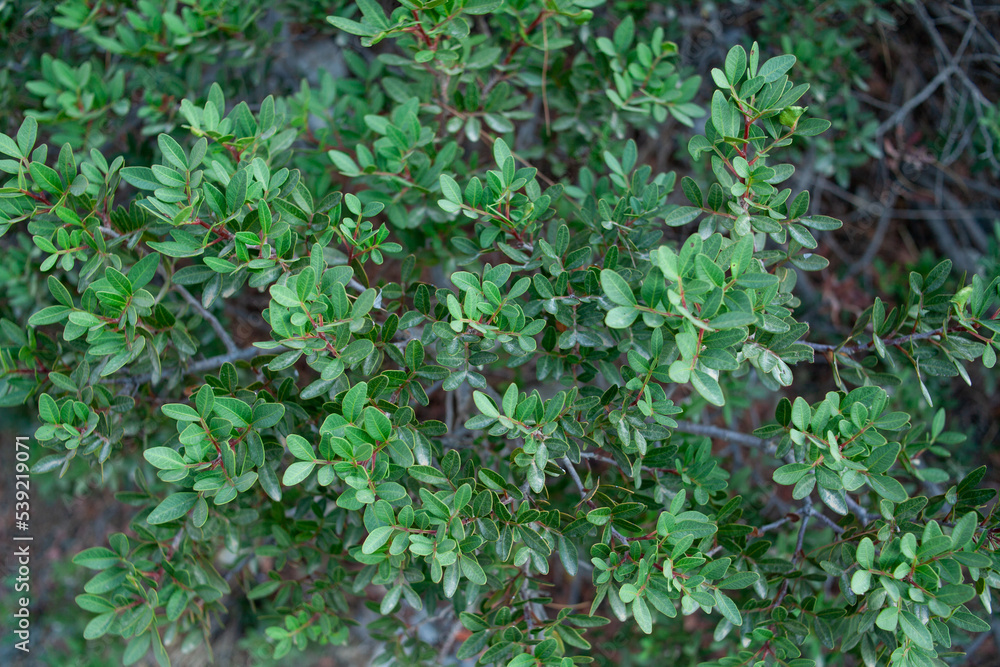 Close up showing leaves on a hedge. Green leaves foliage. Green bush in a tropical climate Close up showing leaves on a hedge. Green leaves foliage. Green bush in a tropical climate