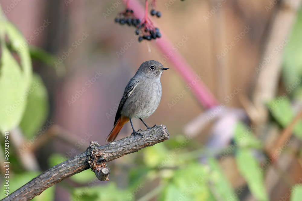 A female of The common redstart (Phoenicurus phoenicurus) is shot close-up on a black elderberry branch against a blurred background in soft morning light