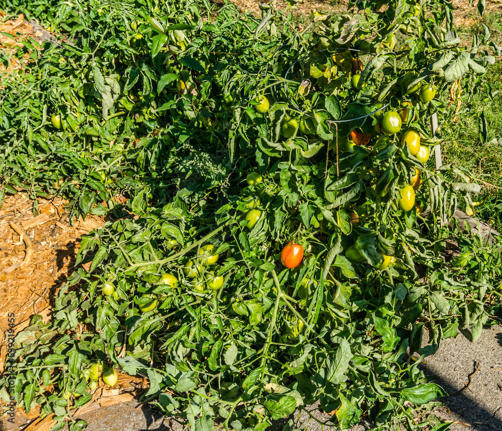 Abundant Backyard Tomatoes