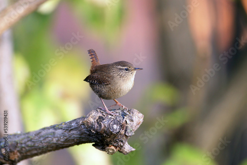 Portraits of Eurasian wren (Troglodytes troglodytes) shot close-up against a blurred background sitting on a branch in the soft morning light