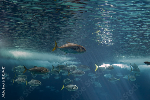 Aquarium Xareus among light rays © Zacarias da Mata