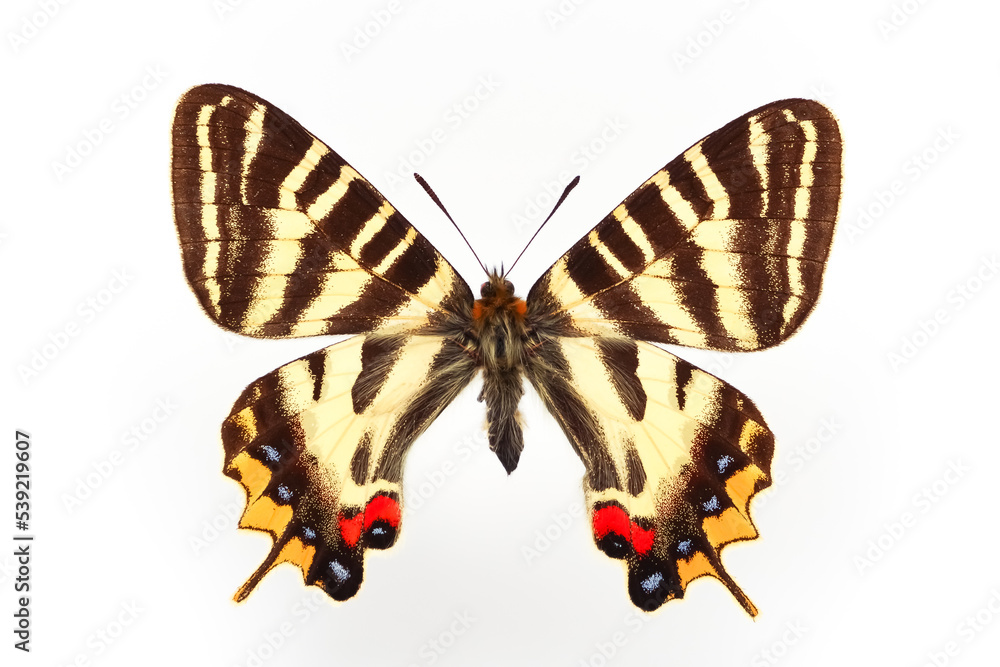 Fototapeta premium 蝶の標本・ギフチョウ