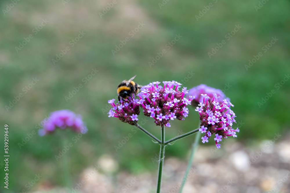buff tailed bumble bee collecting pollen from purpletop vervain buff tailed bumble bee collecting pollen from purpletop vervain