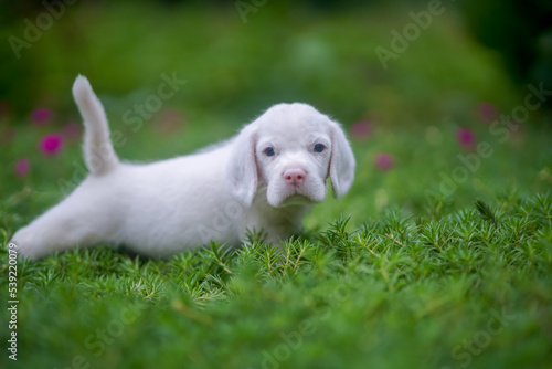 A cute white haired beagle puppy is playing on the grass field.