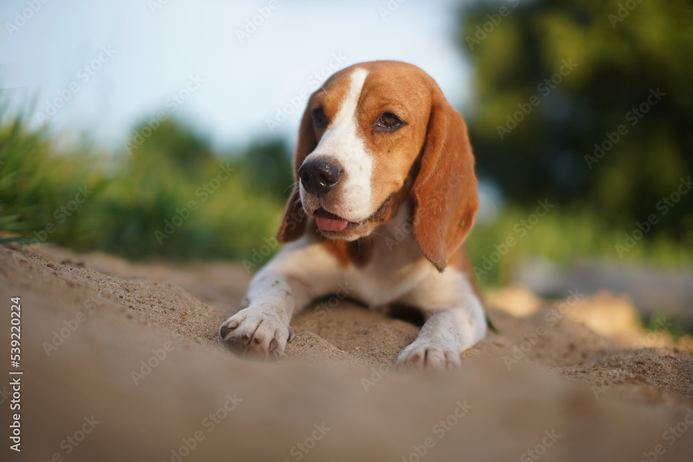 A cute beagle dog lay down on the sand in the park.
