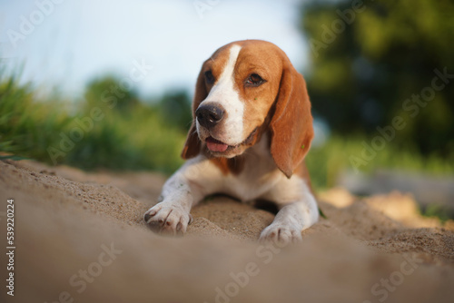 A cute beagle dog lay down on the sand in the park.