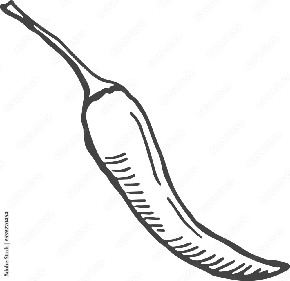 Hot pepper engraving. Spicy chili drawn sketch Hot pepper engraving. Spicy chili drawn sketch