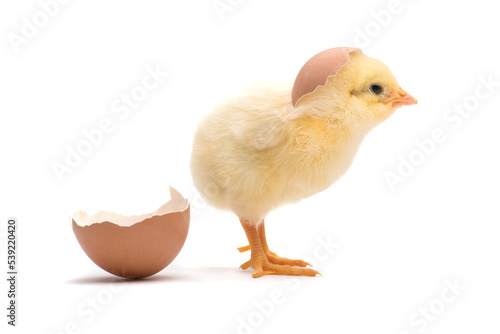 Fotomurale Little chick with egg shell isolated on white background