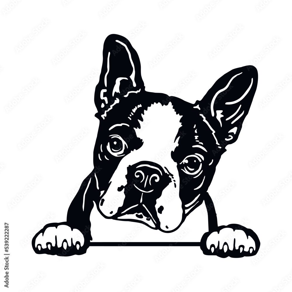 Φωτογραφία Boston Terrier - Funny Dog, Vector File, Cut Stencil for Tshirt
