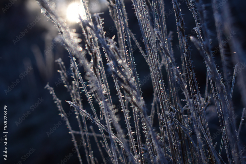 Obraz premium Zarter Raureif auf Gras im Winter, Eiskristalle als Hintergrund