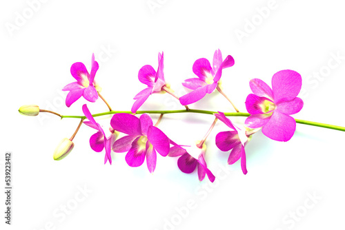 isolated purple orchids bouquet on white background. Soft and selective focus. © Aoy_Charin