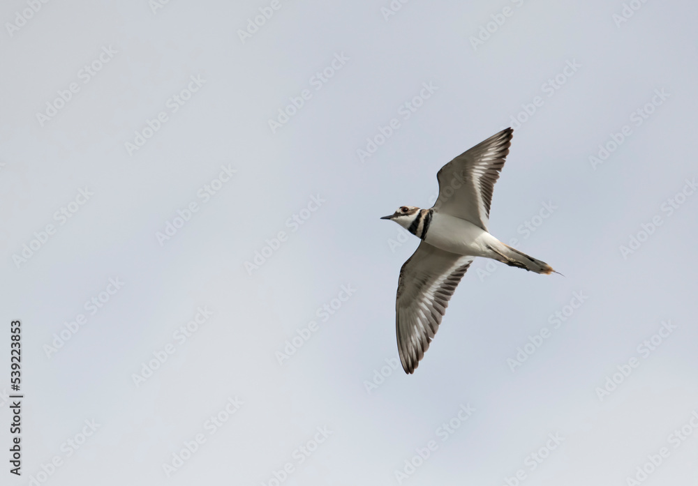 Obraz premium Killdeer in flight in Bolsa Chica Preserve against a blue sky with negative space