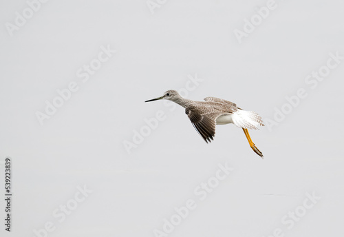 Greater Yellowlegs bird frozen in flight over lake in San Jacinto Wildlife area