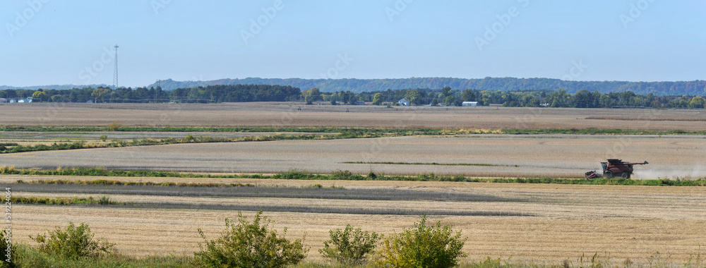 Fototapeta premium Panorama landscape of a red combine harvesting a soy bean field