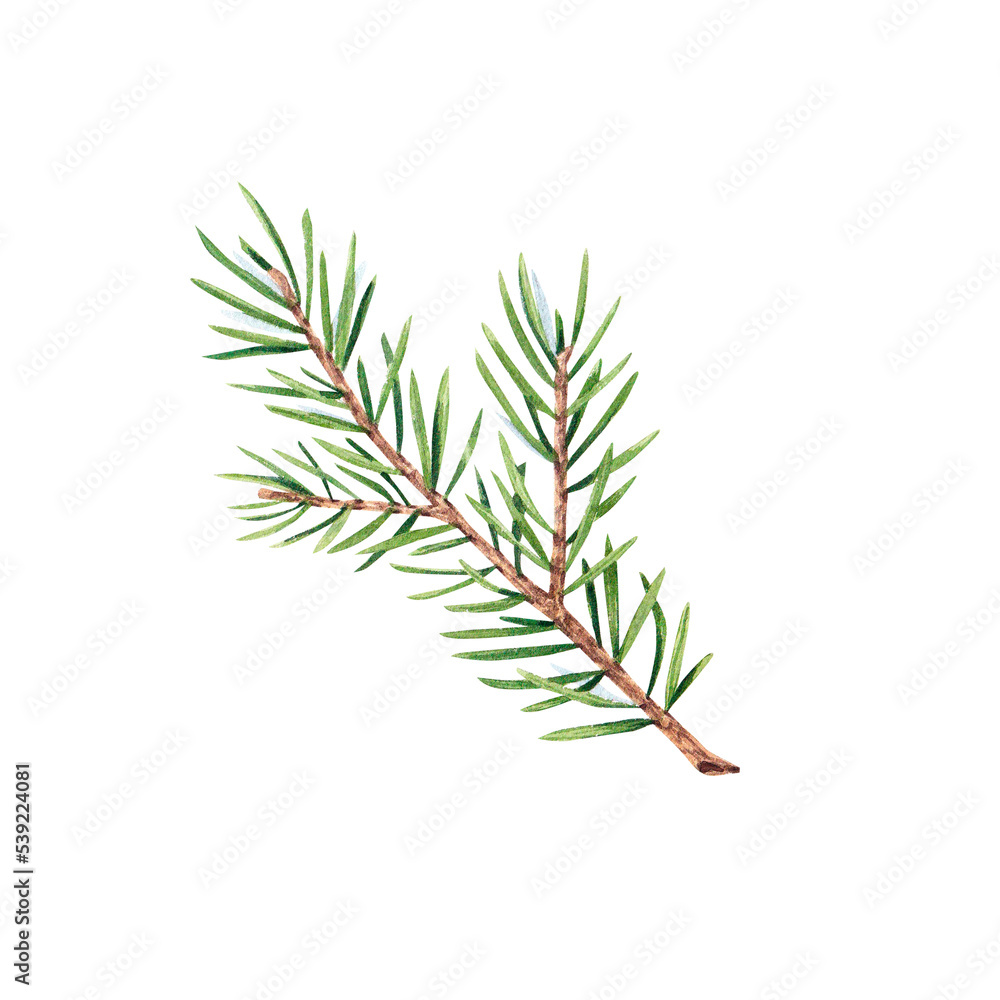 A branch of a Christmas tree on a white background. Watercolor illustration of pine needles, cedar, spruce. The branch is suitable for decoration for invitations, packages, design elements, printing. A branch of a Christmas tree on a white background. Watercolor illustration of pine needles, cedar, spruce. The branch is suitable for decoration for invitations, packages, design elements, printing.