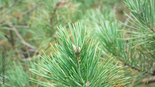 Pine branches, in the forest, close-up, green needles, round, lush, branch, sharp, natural, macro