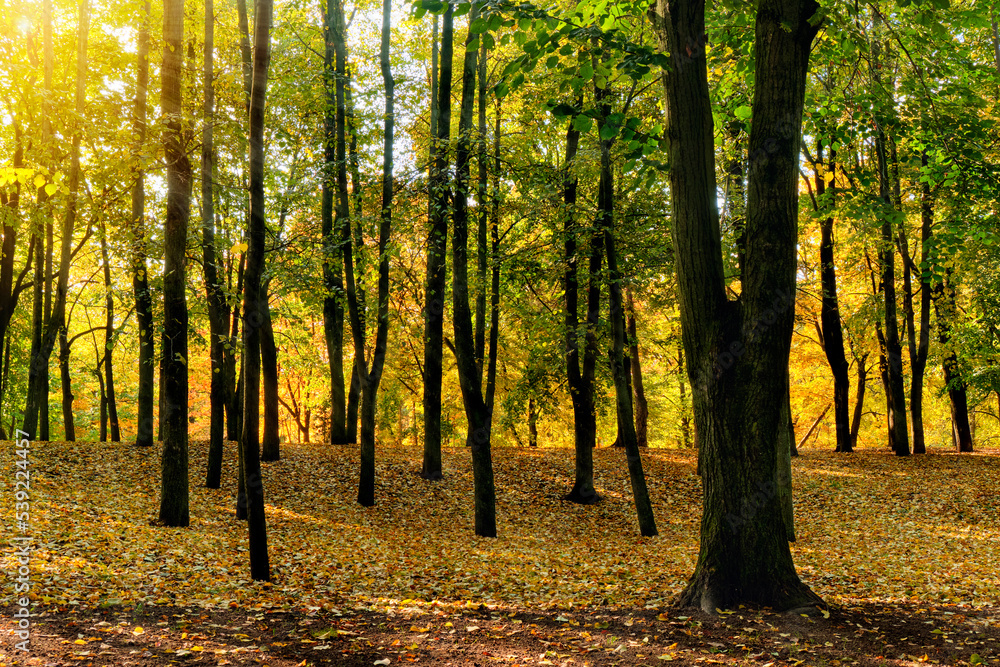 Fototapeta premium trembling air on a sunny morning in an autumn park