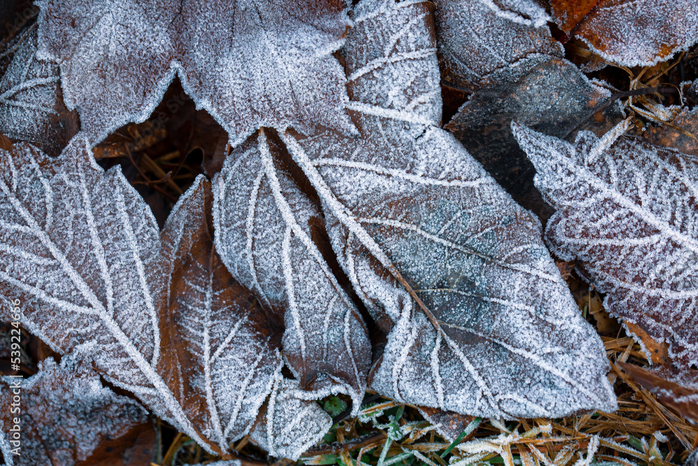 Autumn mood, autumn background. Fallen leaves covered with frost. The texture of the leaves. Beauty of nature. Autumn mood, autumn background. Fallen leaves covered with frost. The texture of the leaves. Beauty of nature.