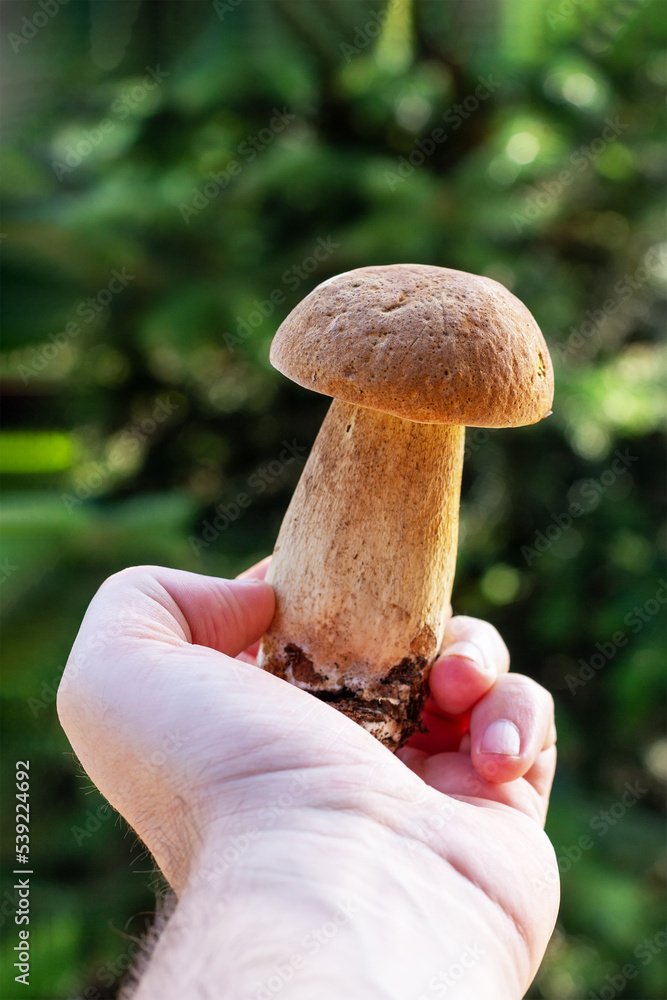 a mushroom picker man holds a boletus mushroom in his hand close-up