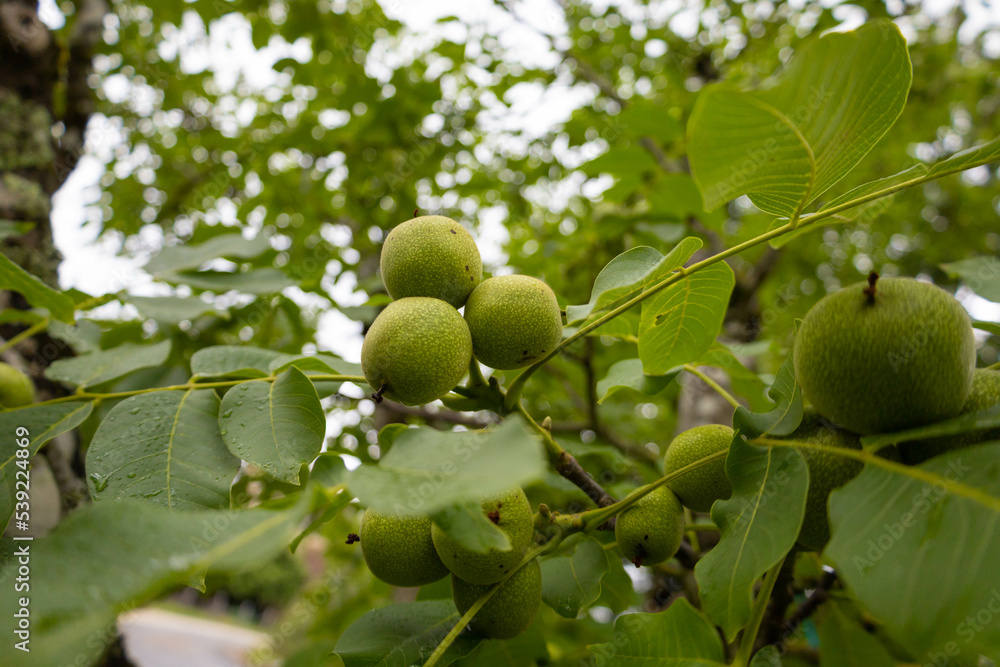 Young green nuts grow on a tree with leaves, hanging in a branch. Unripe green walnuts in their skins