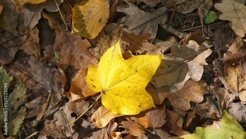 Yellow leaves, maple, on the ground, yellow texture