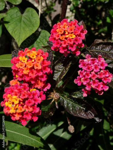 Pink, orange and yellow lantana plant flowers in Bodrum, Turkey.  