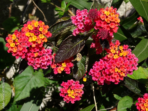 Pink, orange and yellow lantana plant flowers in Bodrum, Turkey.  