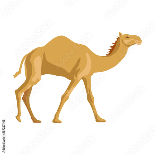Camel side way. Cartoon wild animals with humps, caravan of dromedary in desert isolated in white background. Africa, tourism concept for poster, flyer or postcard © Bro Vector