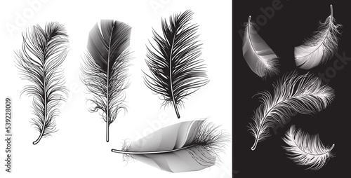 Set of bird feathers. Vector illustration, clipart fluffy feathers