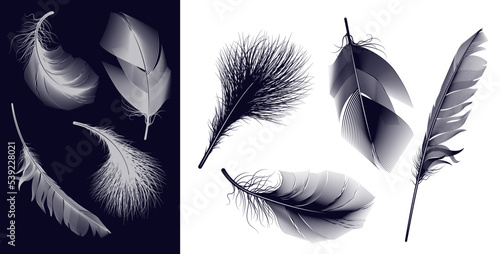 Feathers of birds. Vector set of fluffy feathers. Isolated objects