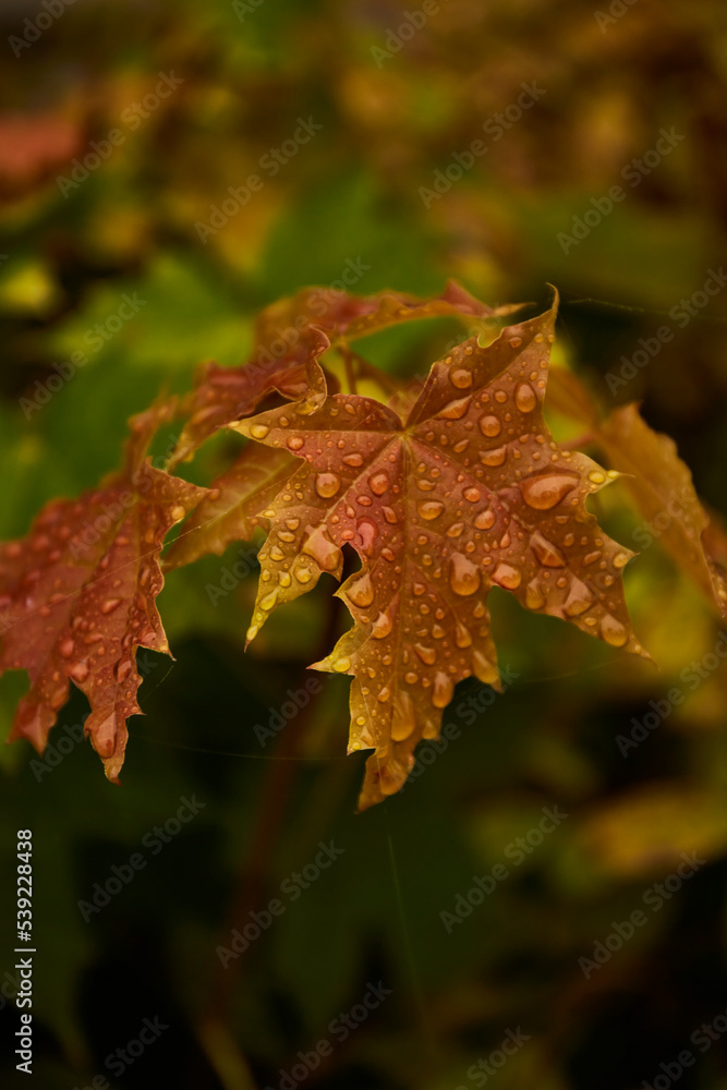 Autumn background. Red and green autumn leaves background Autumn background. Red and green autumn leaves background