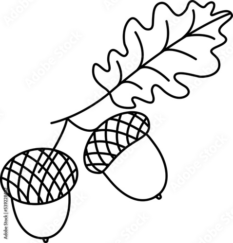 Acorn vector line icon, oak leaf, autumn nut black outline silhouette isolated on white background. Christmas simple illustration